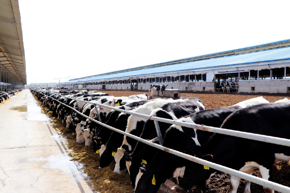 甘肃德华牧业有限公司(bv1946伟德官网集团德华牧场)