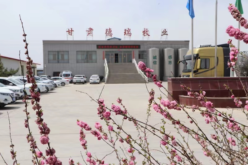 甘肃德瑞牧业有限公司简介(bv1946伟德官网集团德瑞牧场)