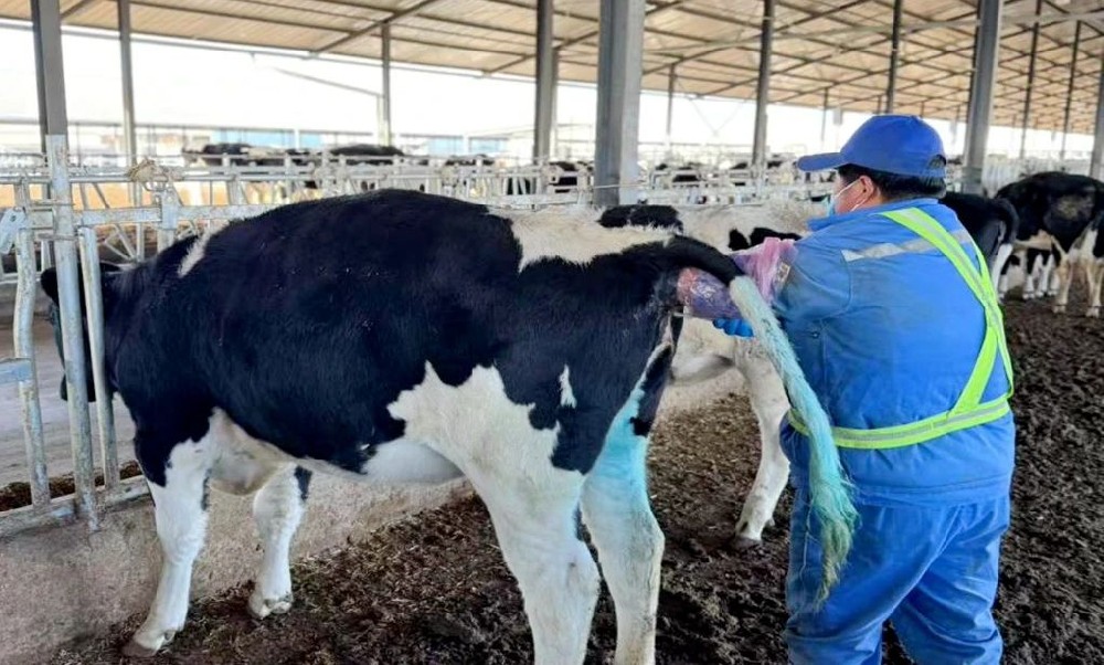 用专业点亮养牛岁月