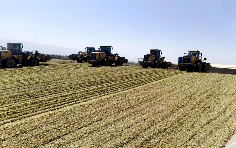 青贮封窖庆收官:燕塘传祁以坚守筑牢来年底气