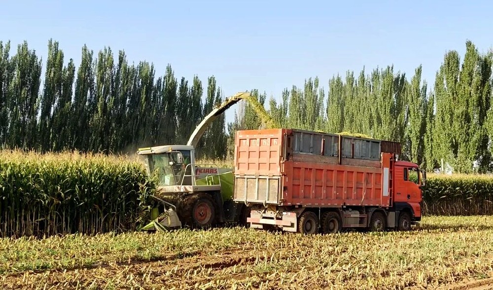 精贮“黄金草”,筑牢“奶罐子”根基